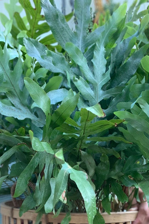  Blue Star Fern - 1 Gallon Pot