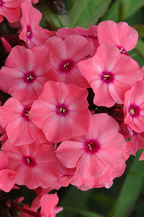  Coral Creme Drop Garden Phlox - 1 Gallon Pot