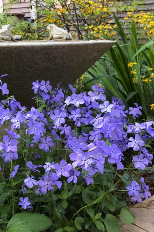  Blue Moon Woodland Phlox - 5 Pack Of Quart Pots