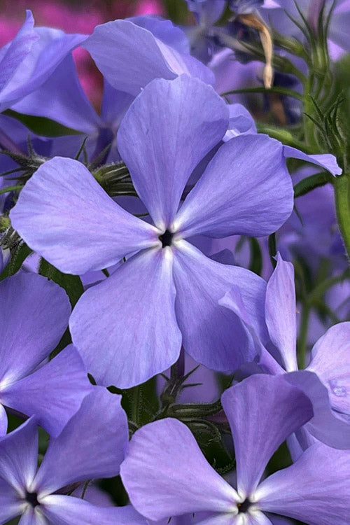  Blue Moon Woodland Phlox - 5 Pack Of Quart Pots