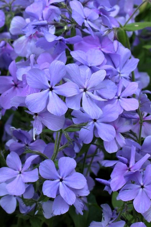  Blue Moon Woodland Phlox - 6 Pack Of 1 Gallon Pots