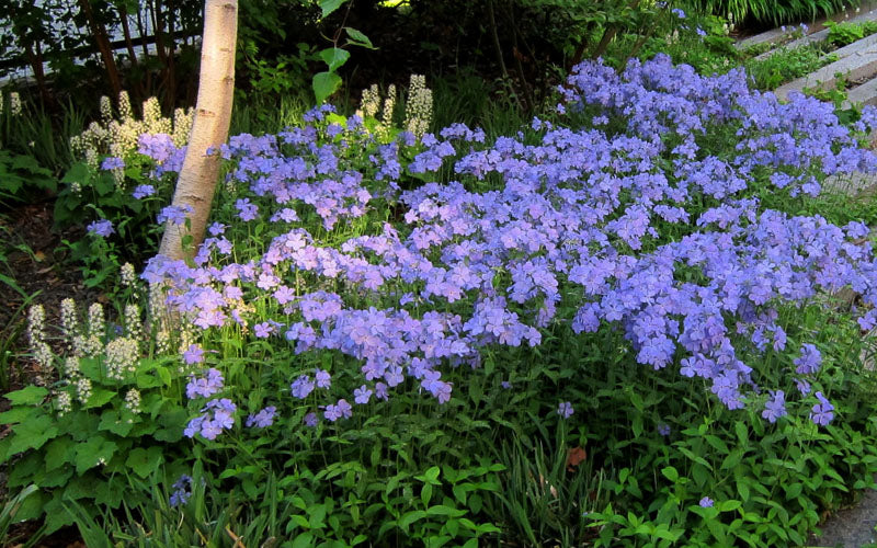 Blue Moon Woodland Phlox - 6 Pack Of 1 Gallon Pots