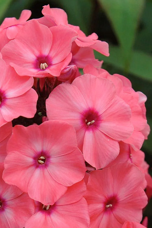  Coral Creme Drop Garden Phlox - 1 Gallon Pot