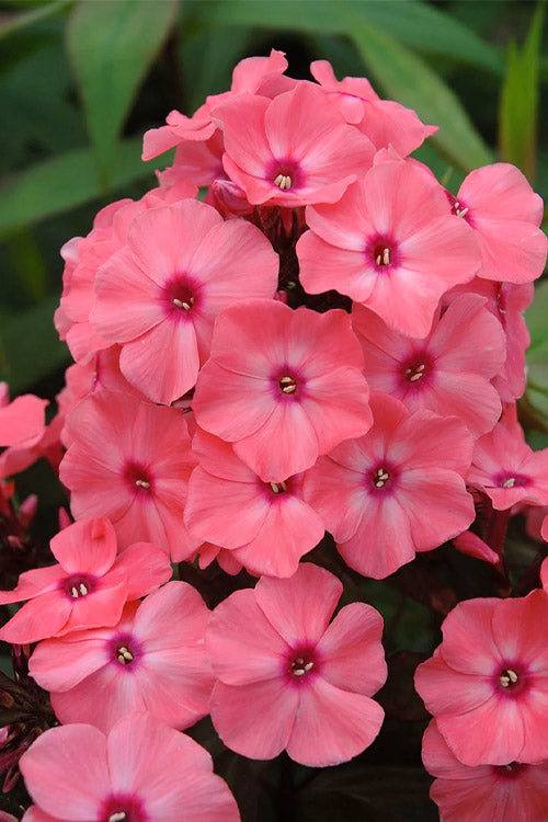  Coral Creme Drop Garden Phlox - 1 Gallon Pot