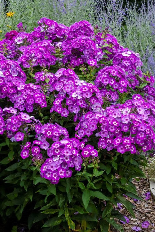  Grape Lollipop Garden Phlox - 1 Gallon Pot