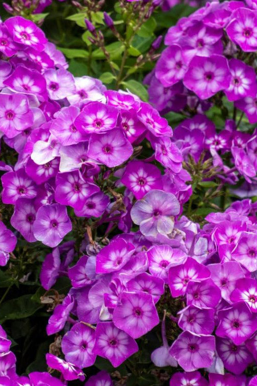  Grape Lollipop Garden Phlox - 1 Gallon Pot