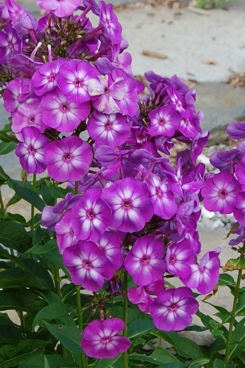  Grape Lollipop Garden Phlox - 1 Gallon Pot