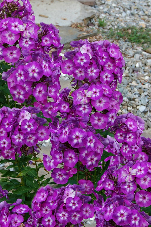  Grape Lollipop Garden Phlox - 1 Gallon Pot