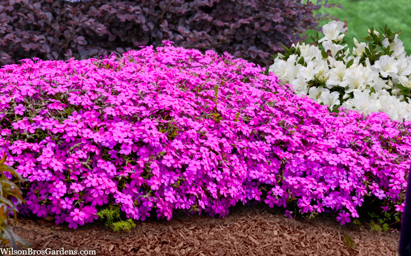  Ruby Riot Spring Bling Creeping Phlox - 1 Gallon Pot