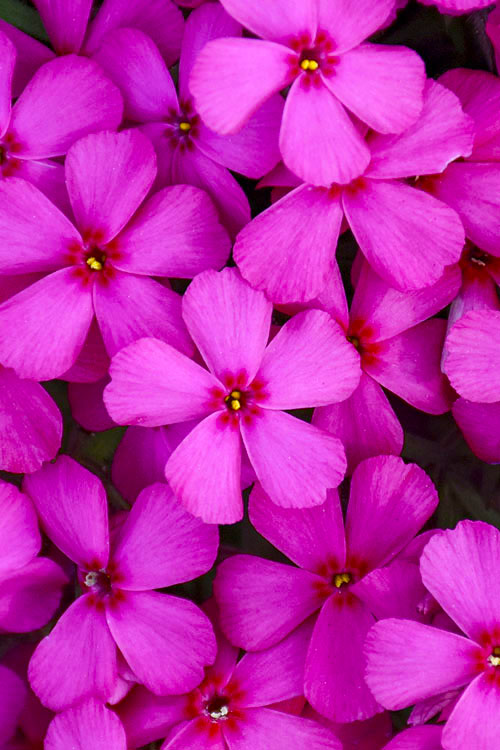  Ruby Riot Spring Bling Creeping Phlox - 1 Gallon Pot