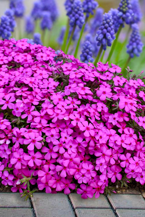  Ruby Riot Spring Bling Creeping Phlox - 1 Gallon Pot