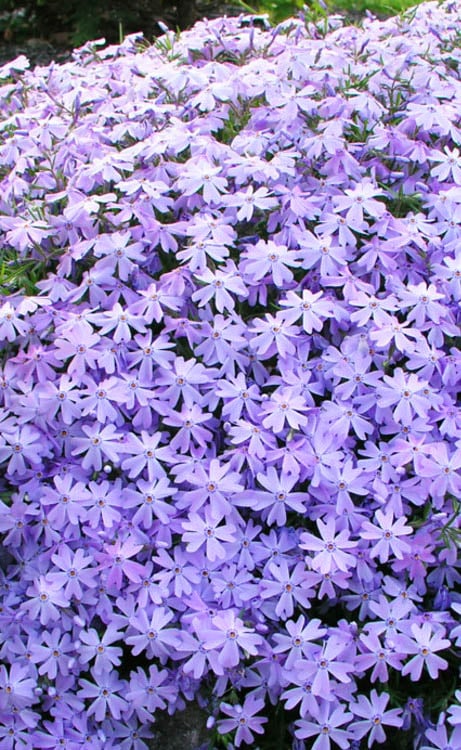  Blue Creeping Phlox - 6 Pack Of Pint Pots