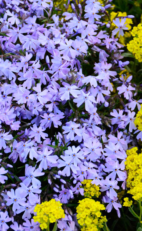  Blue Creeping Phlox - 18 Pack Of Pint Pots