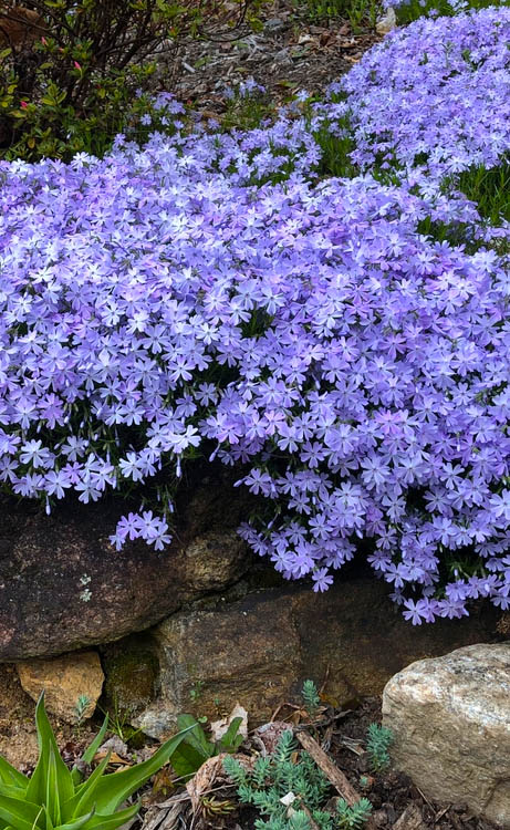  Blue Creeping Phlox - 18 Pack Of Pint Pots