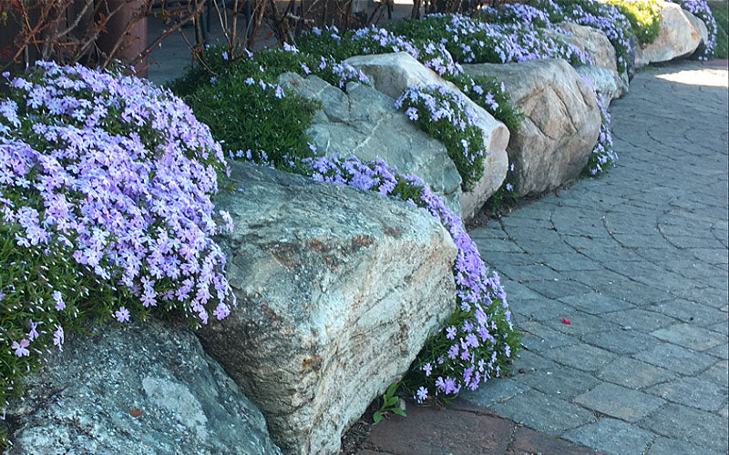  Blue Creeping Phlox - 18 Pack Of Pint Pots