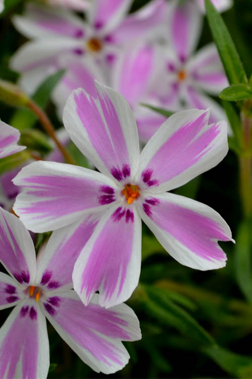  Candy Stripe Creeping Phlox - 18 Pack Of Pint Pots