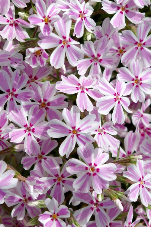  Candy Stripe Creeping Phlox - 5 Pack Of Quart Pots