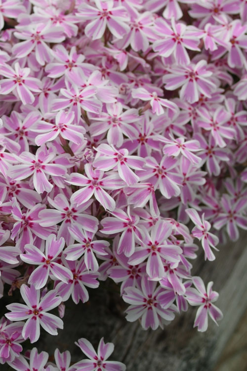  Candy Stripe Creeping Phlox - 10 Pack Of Pint Pots