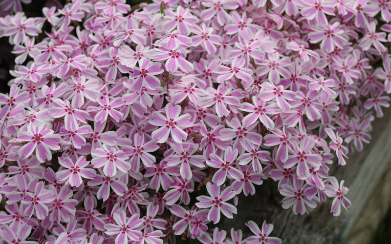  Candy Stripe Creeping Phlox - 5 Pack Of Quart Pots