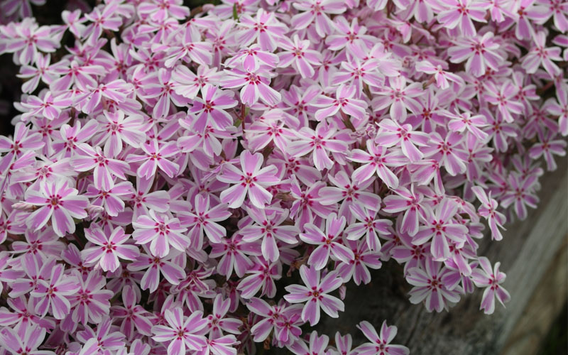  Candy Stripe Creeping Phlox - 5 Pack Of Pint Pots
