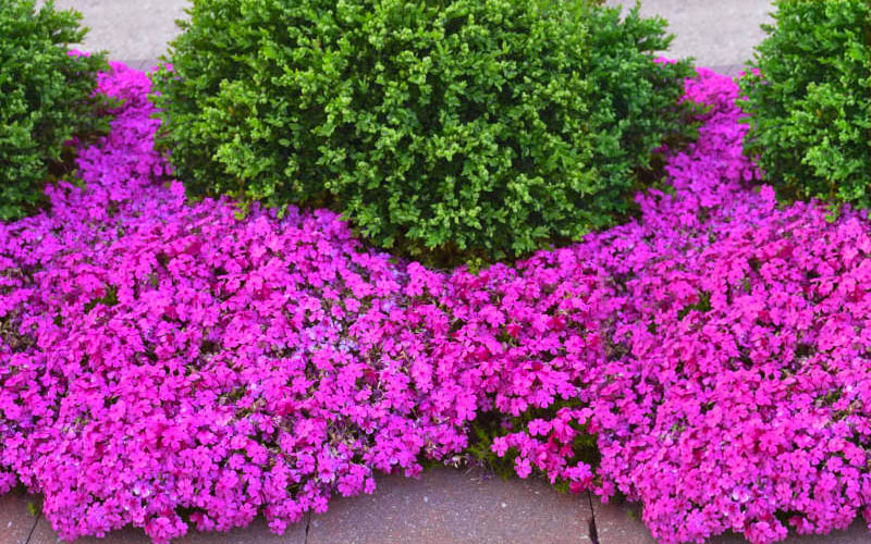 Drummond's Pink Creeping Phlox - 1 Gallon Pot