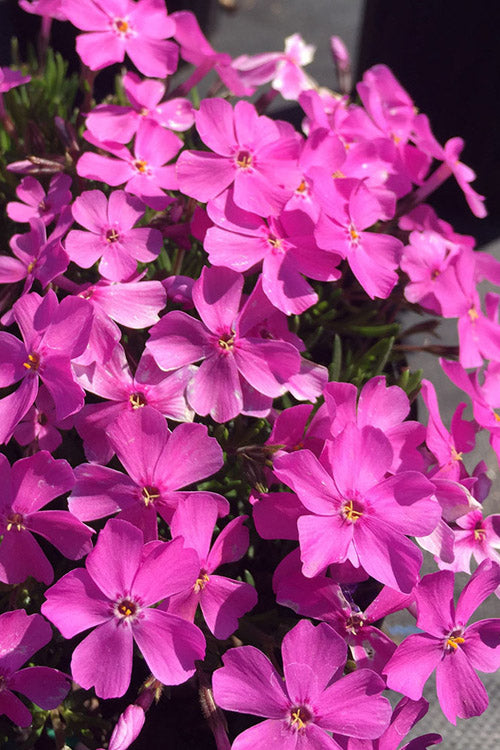  Emerald Pink Creeping Phlox - 1 Gallon Pot