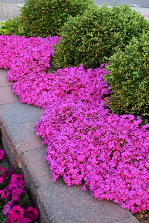  Emerald Pink Creeping Phlox - 1 Gallon Pot