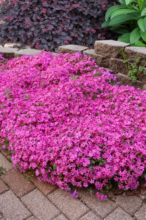  Emerald Pink Creeping Phlox - 1 Gallon Pot