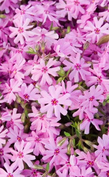  Pink Creeping Phlox - 6 Pack Of 1 Gallon Pots