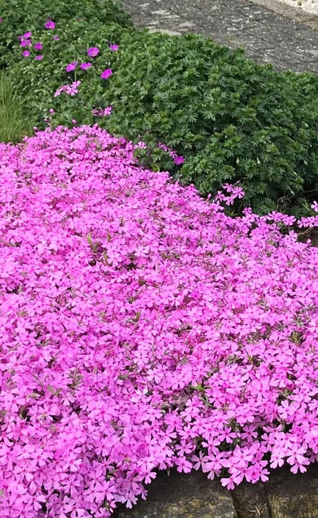  Pink Creeping Phlox - 6 Pack Of 1 Gallon Pots