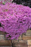  Pink Creeping Phlox - 6 Pack Of 1 Gallon Pots