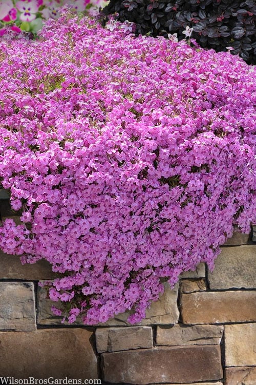  Pink Creeping Phlox - 6 Pack Of 1 Gallon Pots