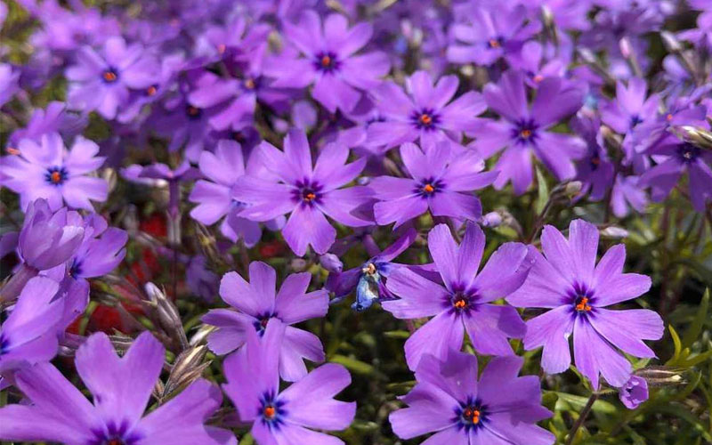  Purple Beauty Creeping Phlox - 5 Pack Of Quart Pots