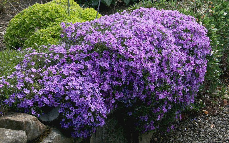 Purple Beauty Creeping Phlox - 5 Pack Of Quart Pots