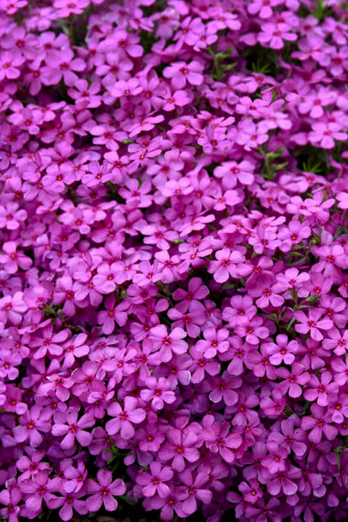  Ruby Riot Spring Bling Creeping Phlox - 1 Gallon Pot