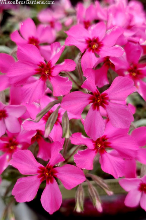  Scarlet Flame Creeping Phlox - 5 Pack Of Pint Pots