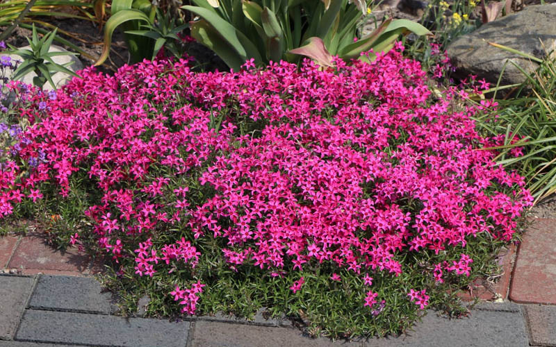  Scarlet Flame Creeping Phlox - 5 Pack Of Pint Pots