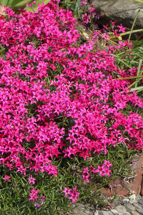  Scarlet Flame Creeping Phlox - 5 Pack Of Pint Pots