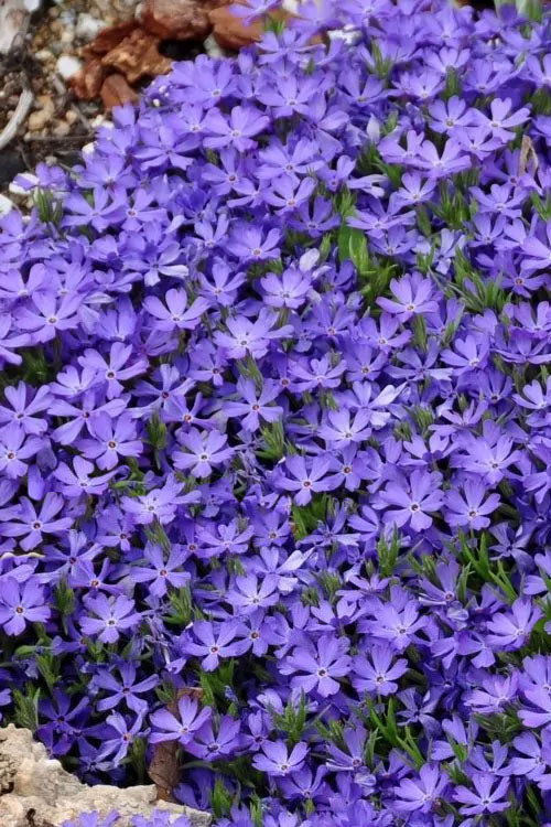  Violet Pinwheels Creeping Phlox - 1 Gallon Pot