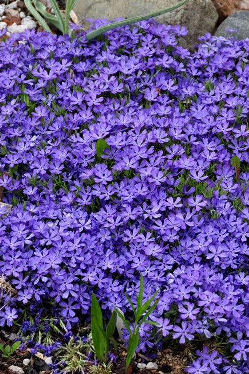  Violet Pinwheels Creeping Phlox - 1 Gallon Pot