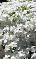  White Creeping Phlox - 1 Gallon Pot