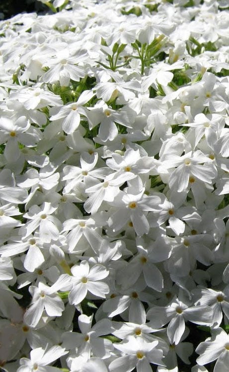  White Creeping Phlox - 6 Pack Of Pint Pots
