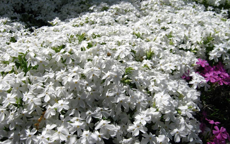  White Creeping Phlox - 6 Pack Of Pint Pots