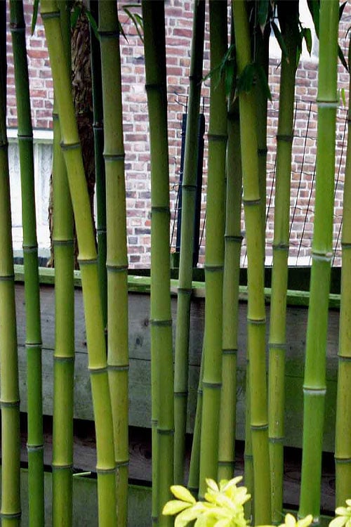  Incense Bamboo (Phyllostachys Atrovaginata) - 3 Gallon Pot