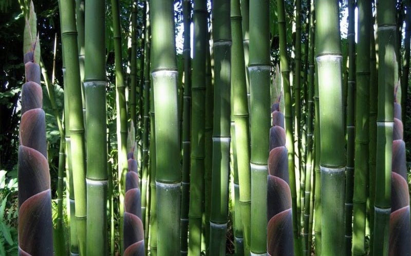  Incense Bamboo (Phyllostachys Atrovaginata) - 3 Gallon Pot