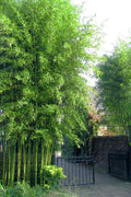  Incense Bamboo (Phyllostachys Atrovaginata) - 2 Gallon Pot (2-4')