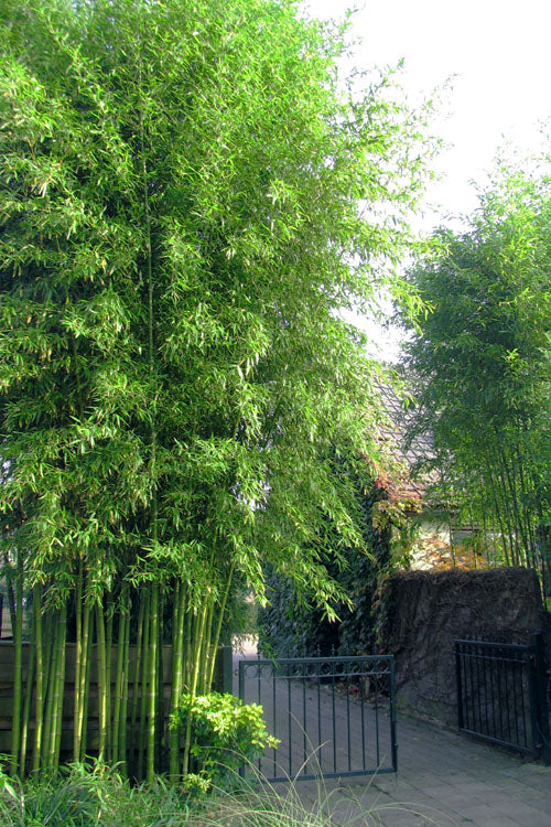  Incense Bamboo (Phyllostachys Atrovaginata) - 2 Gallon Pot (2-4')