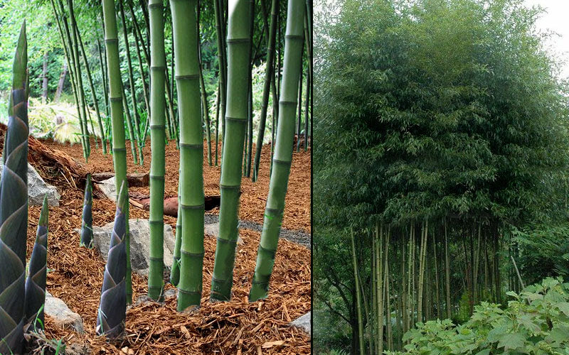  Incense Bamboo (Phyllostachys Atrovaginata) - 2 Gallon Pot (2-4')