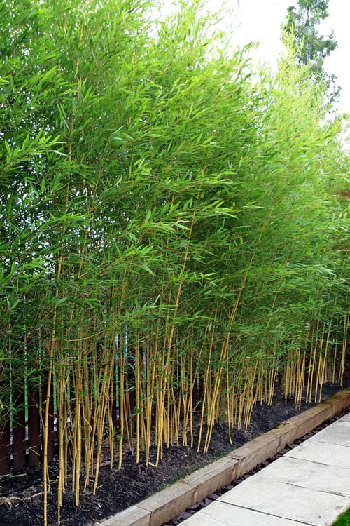  Koi Golden Bamboo (Phyllostachys Aurea 'Koi') - 3 Gallon Pot (4-6'+)