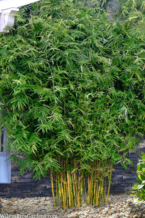  Koi Golden Bamboo (Phyllostachys Aurea 'Koi') - 3 Gallon Pot (2-4')